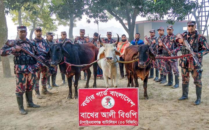 চাঁপাইনবাবগঞ্জ সীমান্তে গরুসহ আটক ৩