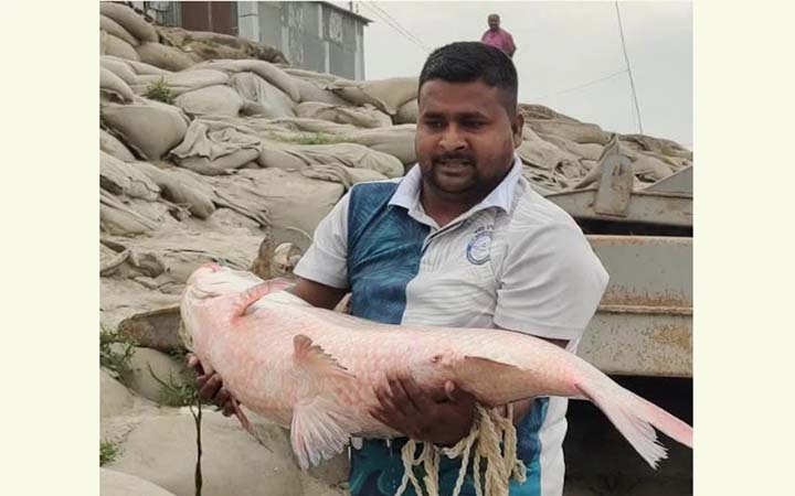 পদ্মায় জেলের জালে ২০ কেজি ওজনের কাতলা