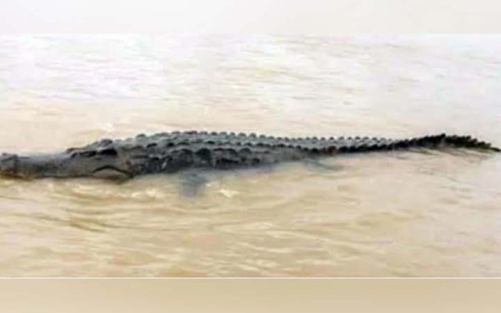 ফরিদপুরের মধুমতি নদীতে কুমির, সতর্কতায় প্রশাসনের মাইকিং