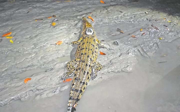 স্যাটেলাইট লাগিয়ে সুন্দরবনে ছেড়ে দেওয়া সেই ৫ কুমির নিখোঁজ