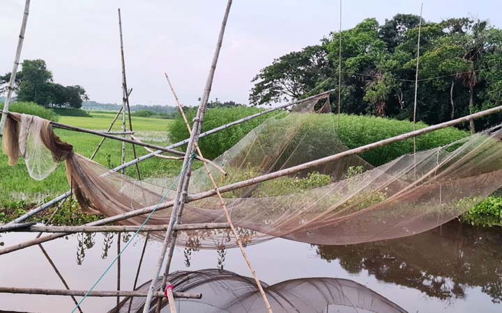 ভরা মৌসুমে দেশীয় মাছের সংকট, খাল-বিলে শুকনা ভেসাল জাল
