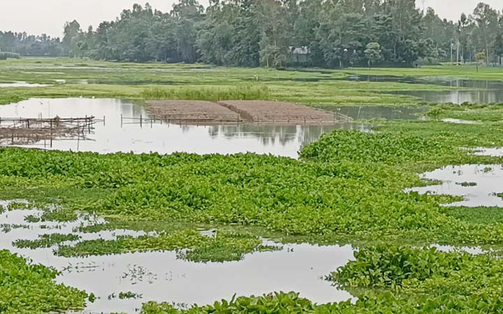 কু‌ড়িগ্রা‌মে নদ-নদীর পা‌নি বৃ‌দ্ধি,ডুবে গেছে বিভিন্ন ফসলের ক্ষেত