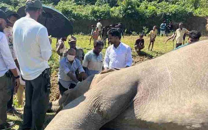 উখিয়ায় বন্যহাতির রহস্যজনক মৃত্যু