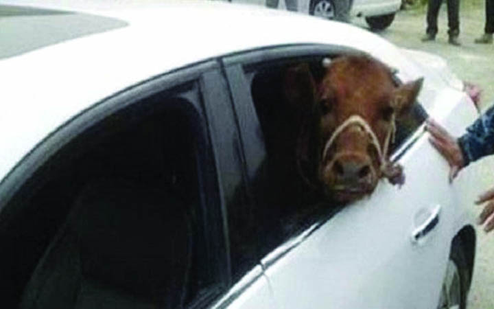 প্রাইভেট কারে এলো স্কুলছাত্র নিয়ে গেল গরু