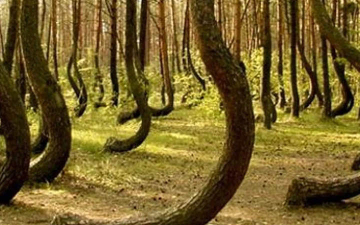 যে বনে এলিয়েন নামে!