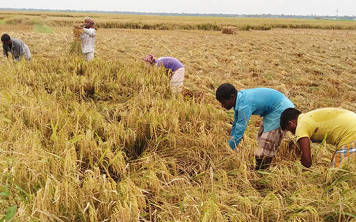 ফসল কেটে দেওয়ার শর্তে বর্গা দেওয়ার বিধান কী