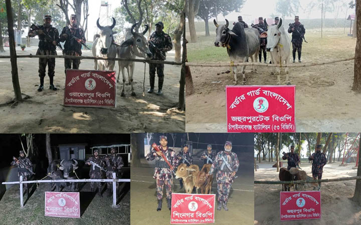 চাঁপাইনবাবগঞ্জ সীমান্তে পৃথক পাঁচ অভিযানে ১০ ভারতীয় গবাদিপশু জব্দ