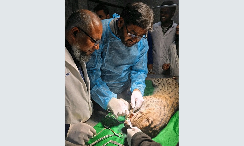 বাকৃবিতে সড়ক দুর্ঘটনায় আহত মেছোবাঘের অস্ত্রোপচার