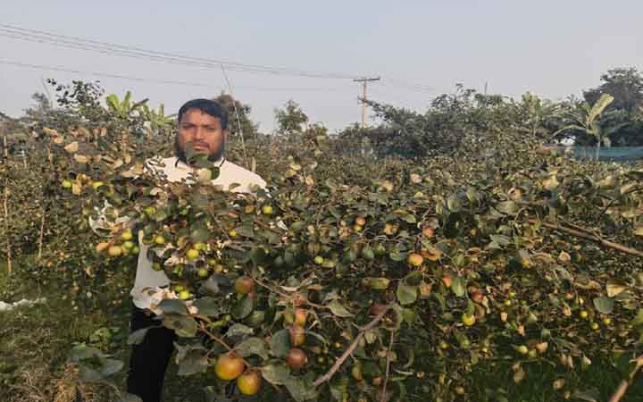 বিদেশ না গিয়ে ইউটিউব দেখে কুল চাষে ভাগ্য বদল করেছেন মকবুল হোসেন