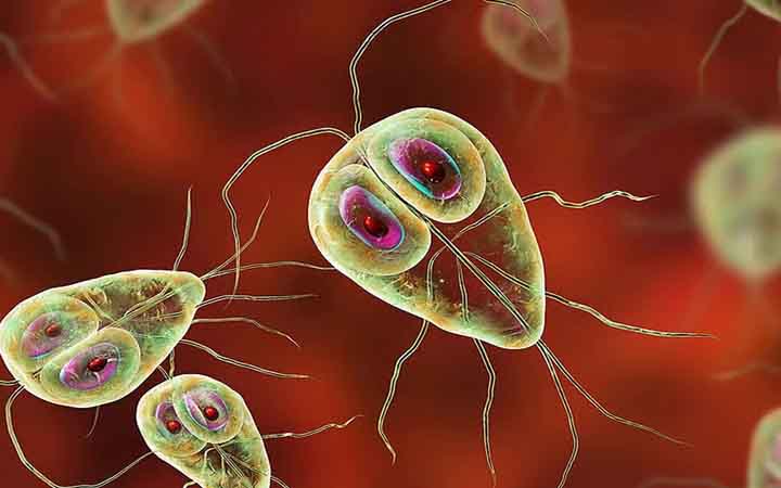 যৌনাঙ্গে আক্রান্তকারী পরজীবী দেশে দেশে ছড়াতে পারে