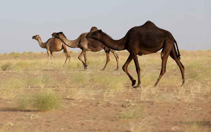 ‘উট পাসপোর্ট প্রকল্প’ চালু করল সৌদি আরব