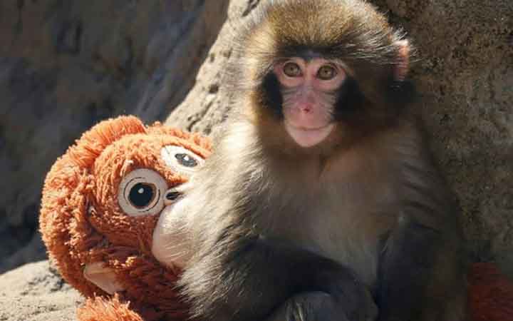 ভাইরাল বানর পাঞ্চকে ঘিরে নিষ্ঠুর ব্যবসার অভিযোগ