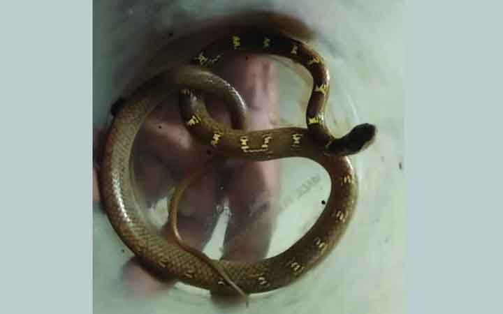 কামড় দেওয়া সাপ নিয়ে হাসপাতালে যুবক