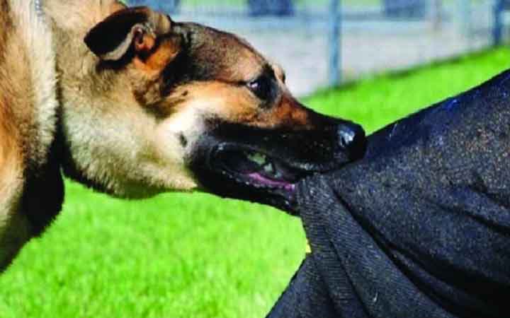 কুমিল্লার লাকসামে  ১২ ঘণ্টায় কুকুরের কামড়ে শিশুসহ আহত ১৬