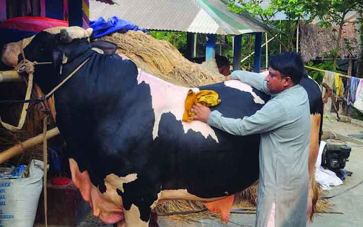 ‘১০ লাখে বিক্রি করতে চান ২৮ মণের বাহুবলীকে
