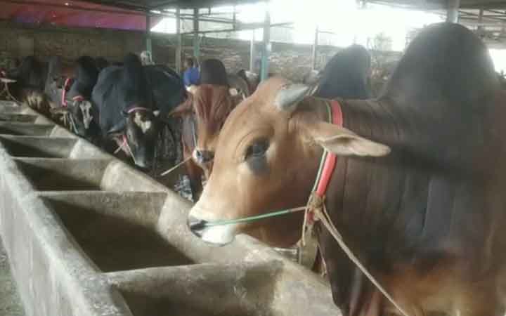 ঈদ ঘিরে ব্রাহ্মণবাড়িয়ায় ব্যস্ত খামারিরা, চলছে পশু পরিচর্যার ধুম
