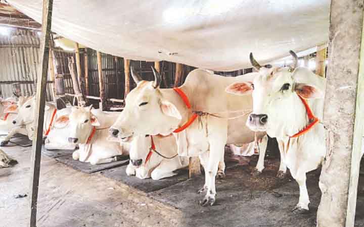 মিরকাদিমের ঐতিহ্যবাহী ধবল গরু বিলীন হওয়ার পথে