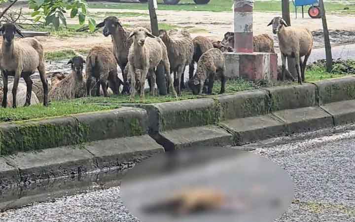 মৃত সঙ্গীকে ঘিরে রাস্তার মাঝেই দেড় ঘণ্টা দাঁড়িয়ে রইল পুরো ভেড়ার পাল