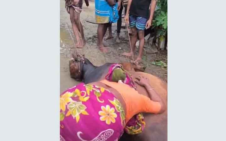 বজ্রাঘাতে প্রাণ গেল কোরবানির গরুর, শরিকদের আহাজারি