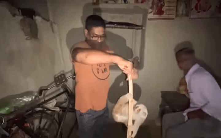 কুকুরের আক্রমণ থেকে উদ্ধার লজ্জাবতী বানর