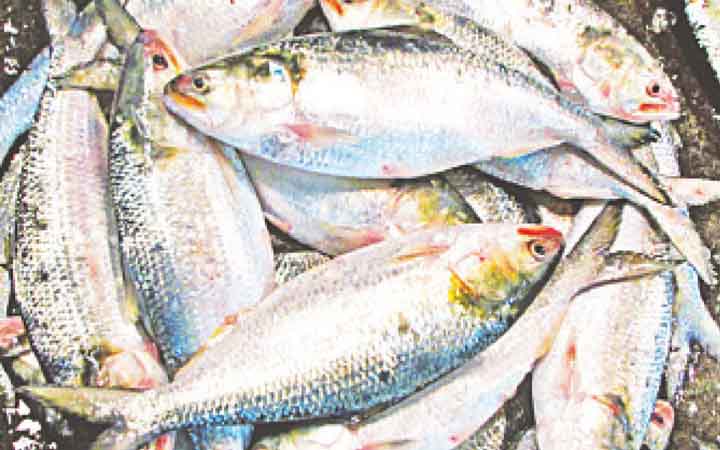 হাত ঘুরলেই দাম বাড়ে ইলিশের