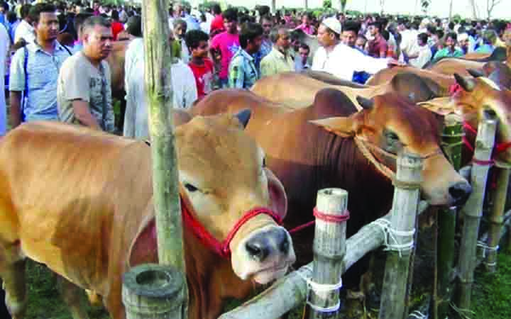 কোরবানির পশুর দাম চড়া , ক্রেতারা ছোট গরু খুঁজছেন