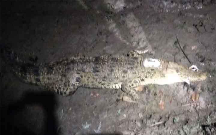 স্যাটেলাইট ট্রান্সমিটার নিয়ে সুন্দরবনের কুমির বর্তমানে বলেশ্বর নদে