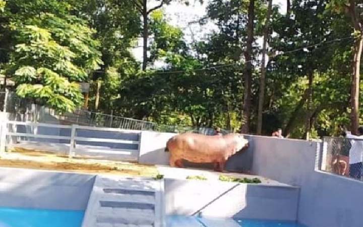 চট্টগ্রাম চিড়িয়াখানায় নতুন অতিথি জলহস্তী