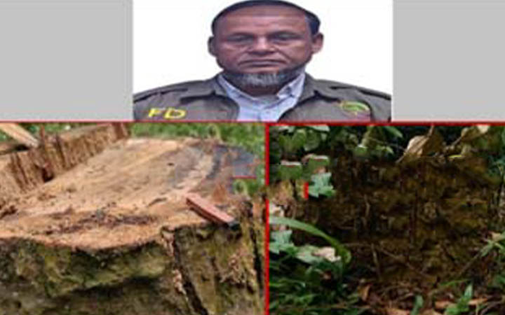 উজার হচ্ছে টাঙ্গাইলের ফুসফুস খ্যাত মধুপুরের শাল গজারির বন