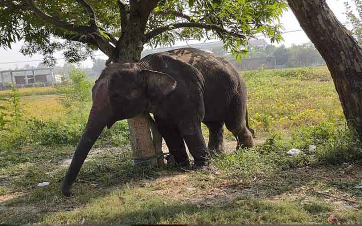 চকরিয়ায় বন্যহাতির আক্রমণে বৃদ্ধের মৃত্যু