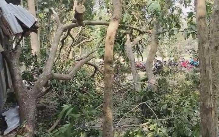 গাছ চাপা পড়ে আ.লীগ নেতার মৃত্যু