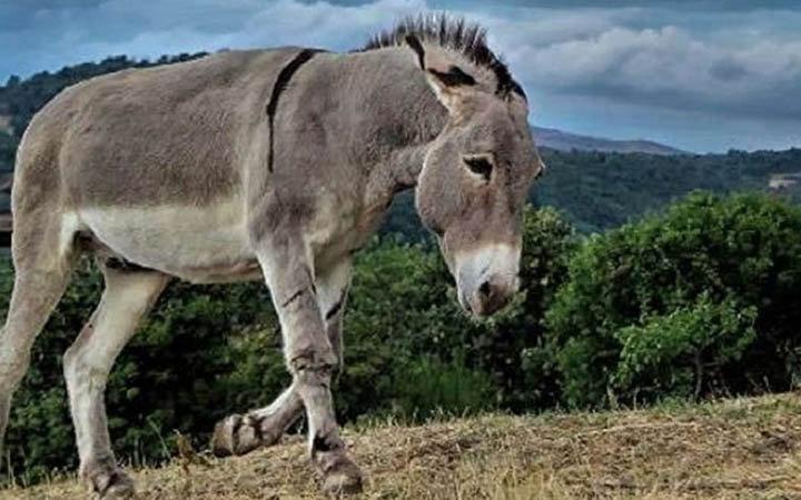 গাধা বিক্রি করবে চিড়িয়াখানা