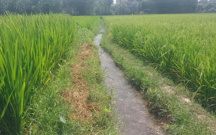 মেহেরপুরে তীব্র তাপপ্রবাহ, দুশ্চিন্তায় বোরো ধান চাষিরা