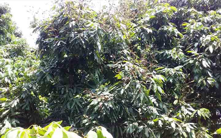 ক্রমাগত খরায় পাবনায় লিচু ও আমের গুটি ঝরে পড়ায় নিরাশায় চাষিরা