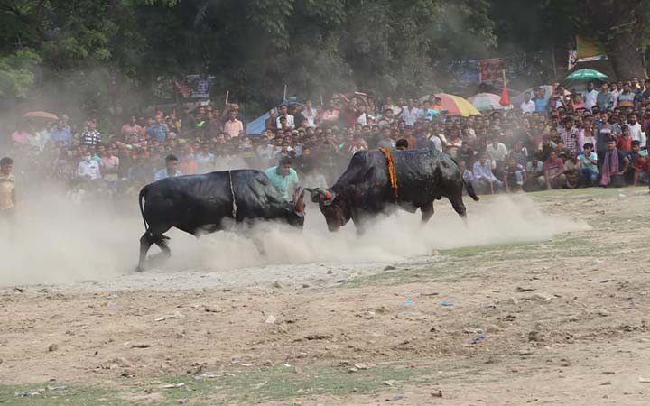সুলতান মেলায় ঐতিহ্যবাহী ষাঁড়ের লড়াই