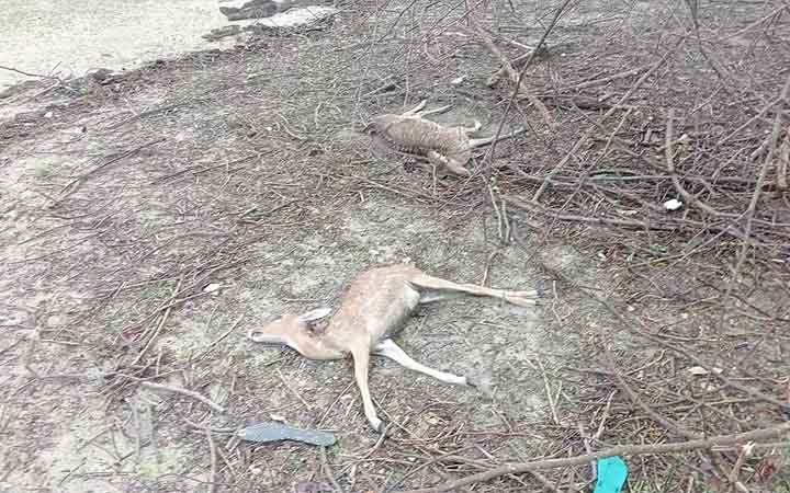 ঘূর্ণিঝড় রেমাল : সুন্দরবন থেকে ৪০টি প্রাণীর মরদেহ উদ্ধার