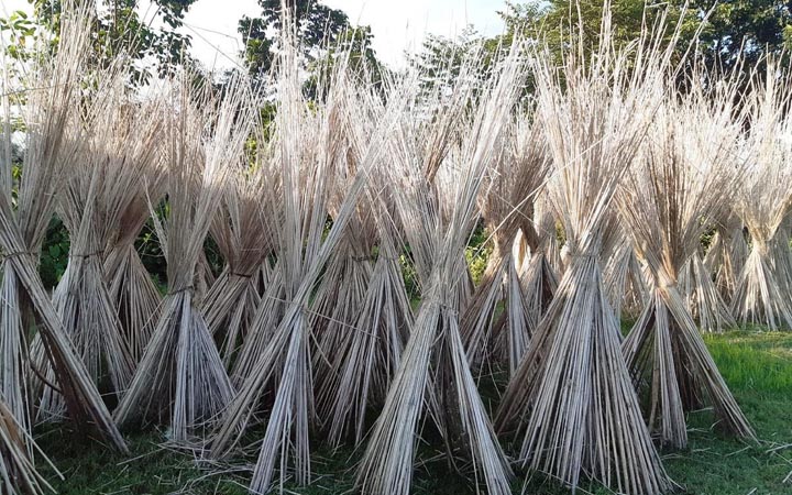 ঠাকুরগাঁওয়ে কদর বেড়েছে পাটখড়ির