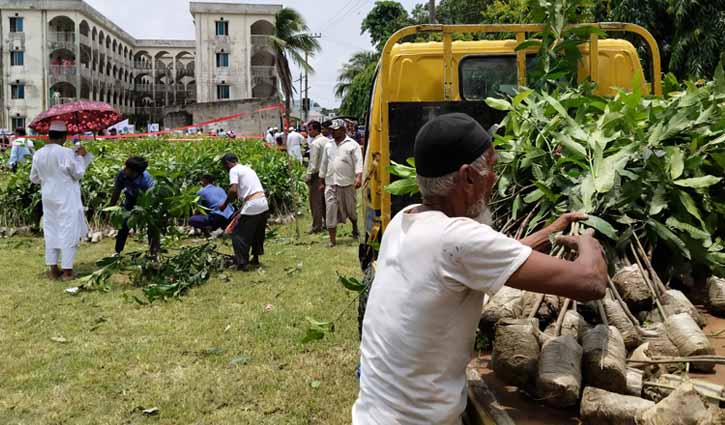 এসডিজি বাস্তবায়নে এক লাখ গাছের চারা বিতরণ
