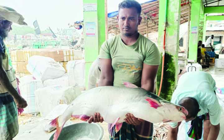 জালে ধরা পড়ল ১৪ কেজির পাঙাশ,  বিক্রি ১২ হাজার টাকায়