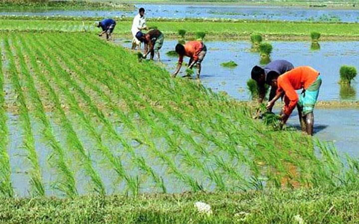 গোপালগঞ্জে উৎসবের আমেজে চলছে বোরো আবাদ