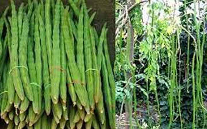 বাজারে অসময়ে মিলছে শজিনা ডাঁটা, কেজি ১৮০
