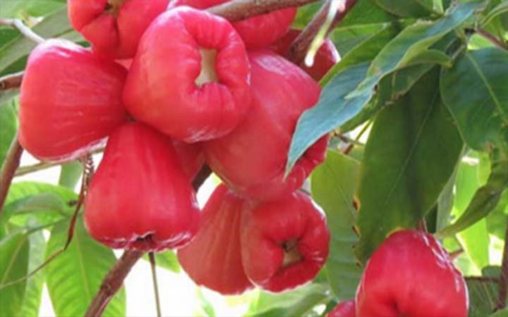 জামরুলের পুষ্টিগুণ ও স্বাস্থ্য উপকারিতা
