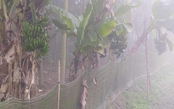 পঞ্চগড়ে সূর্যের দেখা মিললেও নেই উত্তাপ