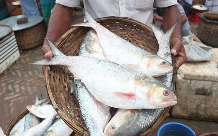 ভারতে পাচারের সময় ইলিশ জব্দ
