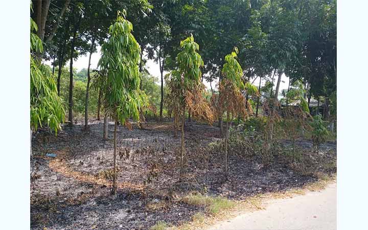 আবর্জনায় আগুন দিয়ে উধাও কর্মচারী, গাছপালা পুড়ে ছাই