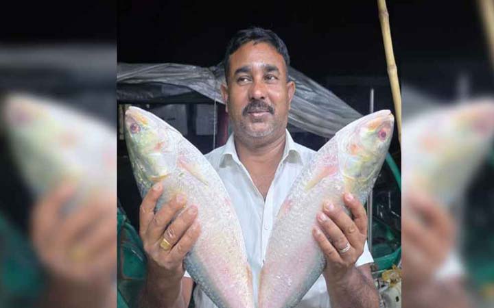 পদ্মার ২ ইলিশ বিক্রি ১৪ হাজার টাকায়