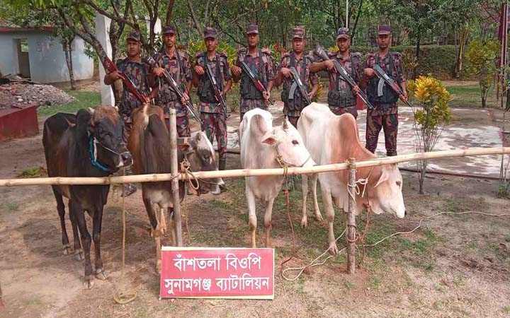 দোয়ারাবাজার সীমান্ত থেকে ৭ ভারতীয় গরু আটক