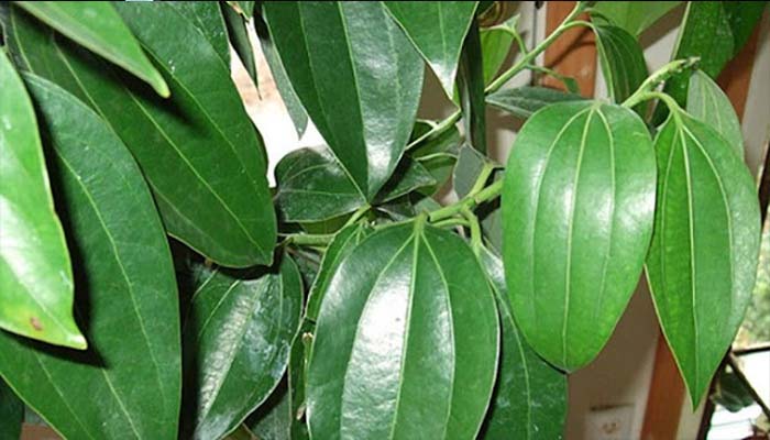 রূপচর্চায় তেজপাতার জাদু