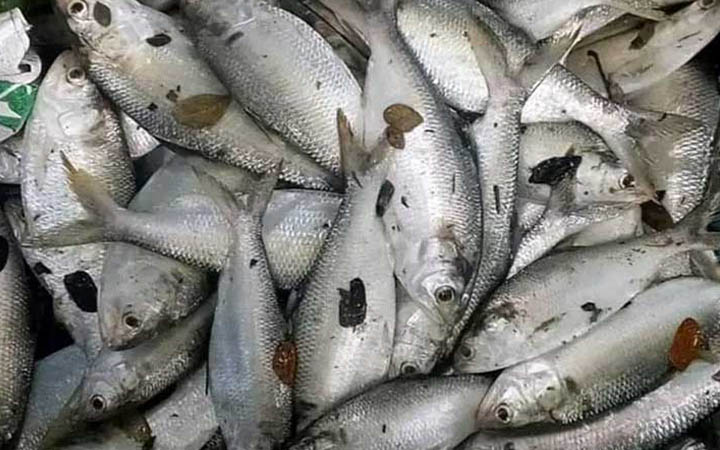 বরগুনায় দিঘিতে মিলল ৯৫ ইলিশ