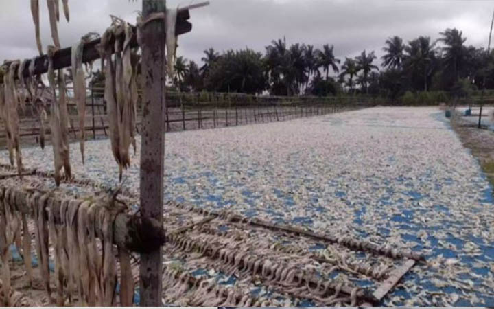 বৃষ্টিতে নষ্ট হয়েছে কোটি টাকার মাছ